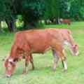 Organic Dairy Farming